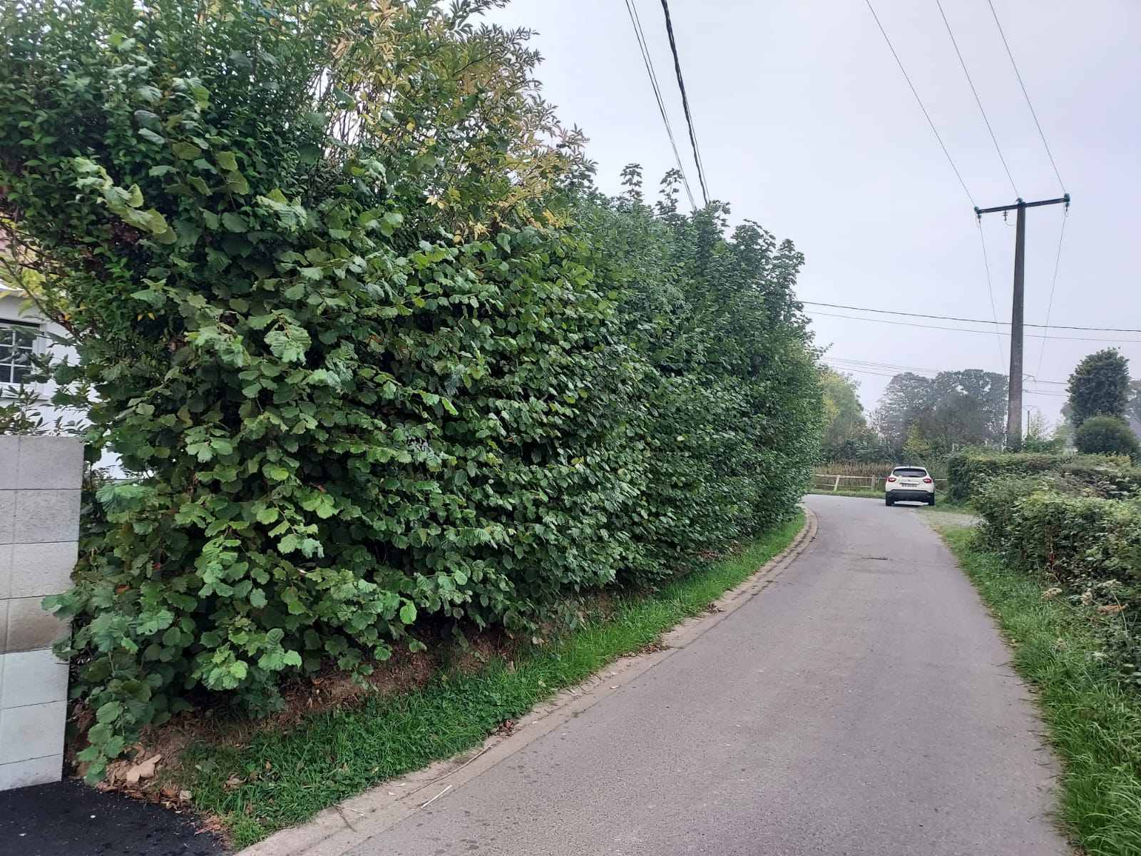 Haie non taillée